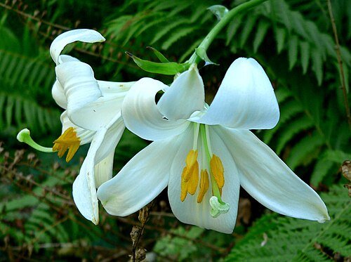 White Lily Flower